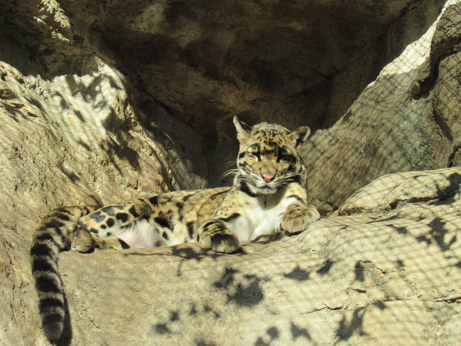 Clouded Leopard