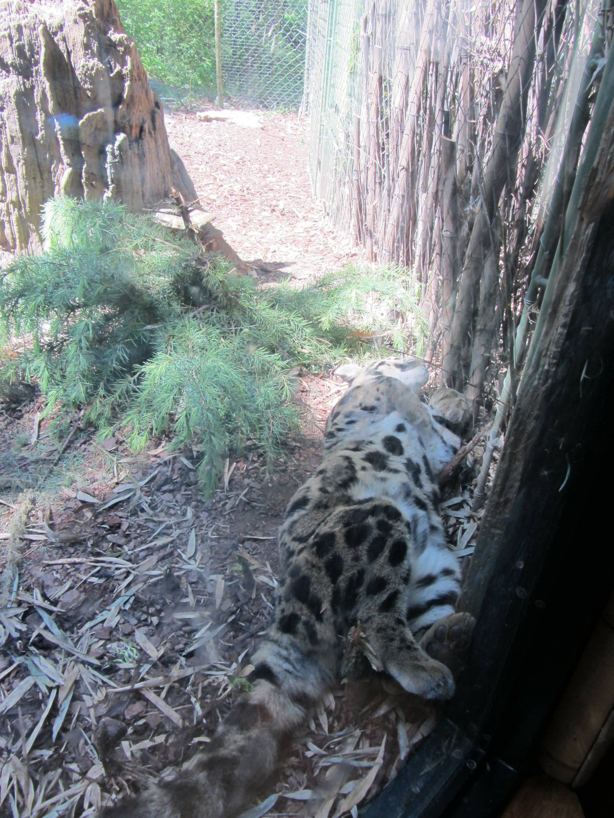 Clouded Leopard