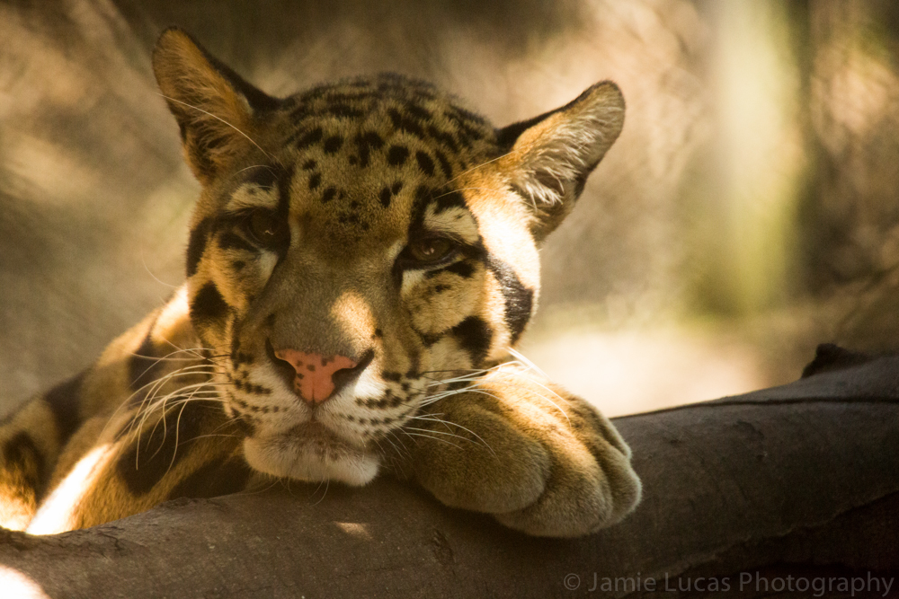 Clouded Leopard