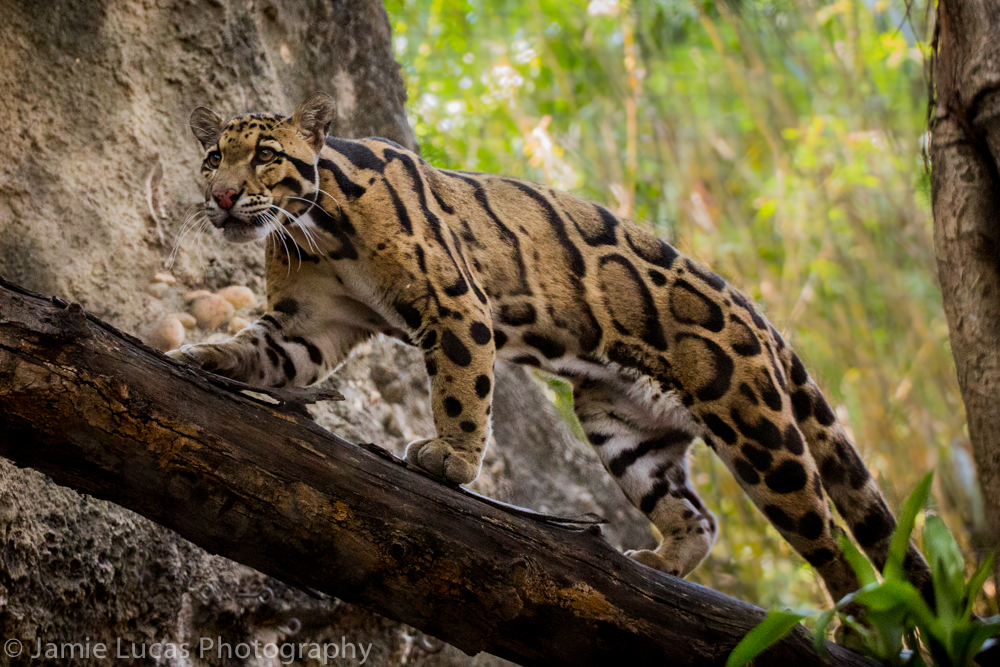 Clouded Leopard