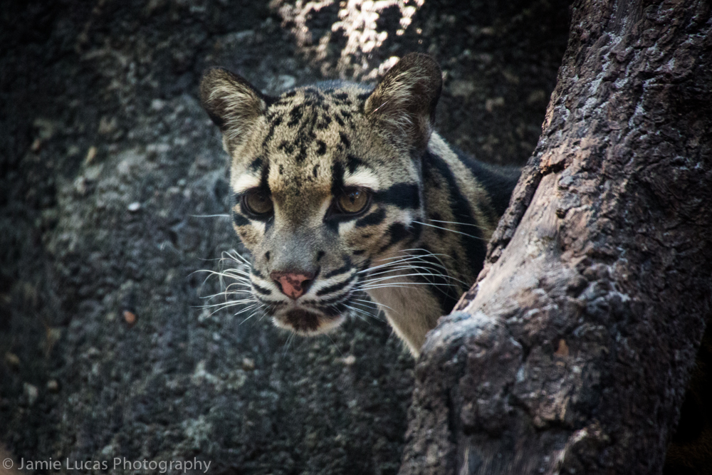 Clouded Leopard