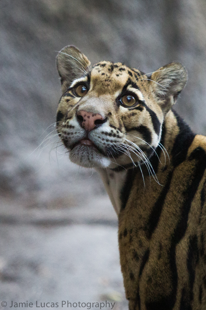 Clouded Leopard