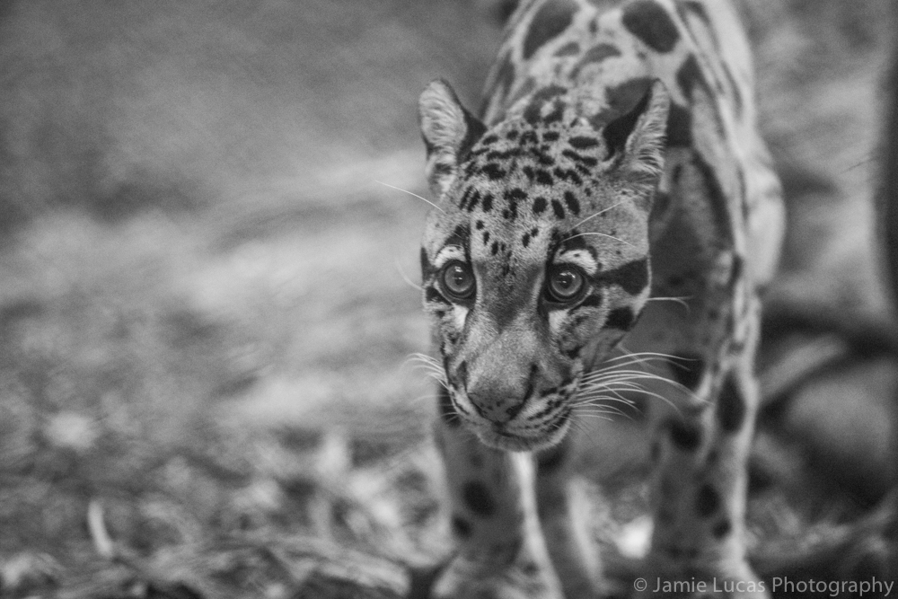 Clouded Leopard