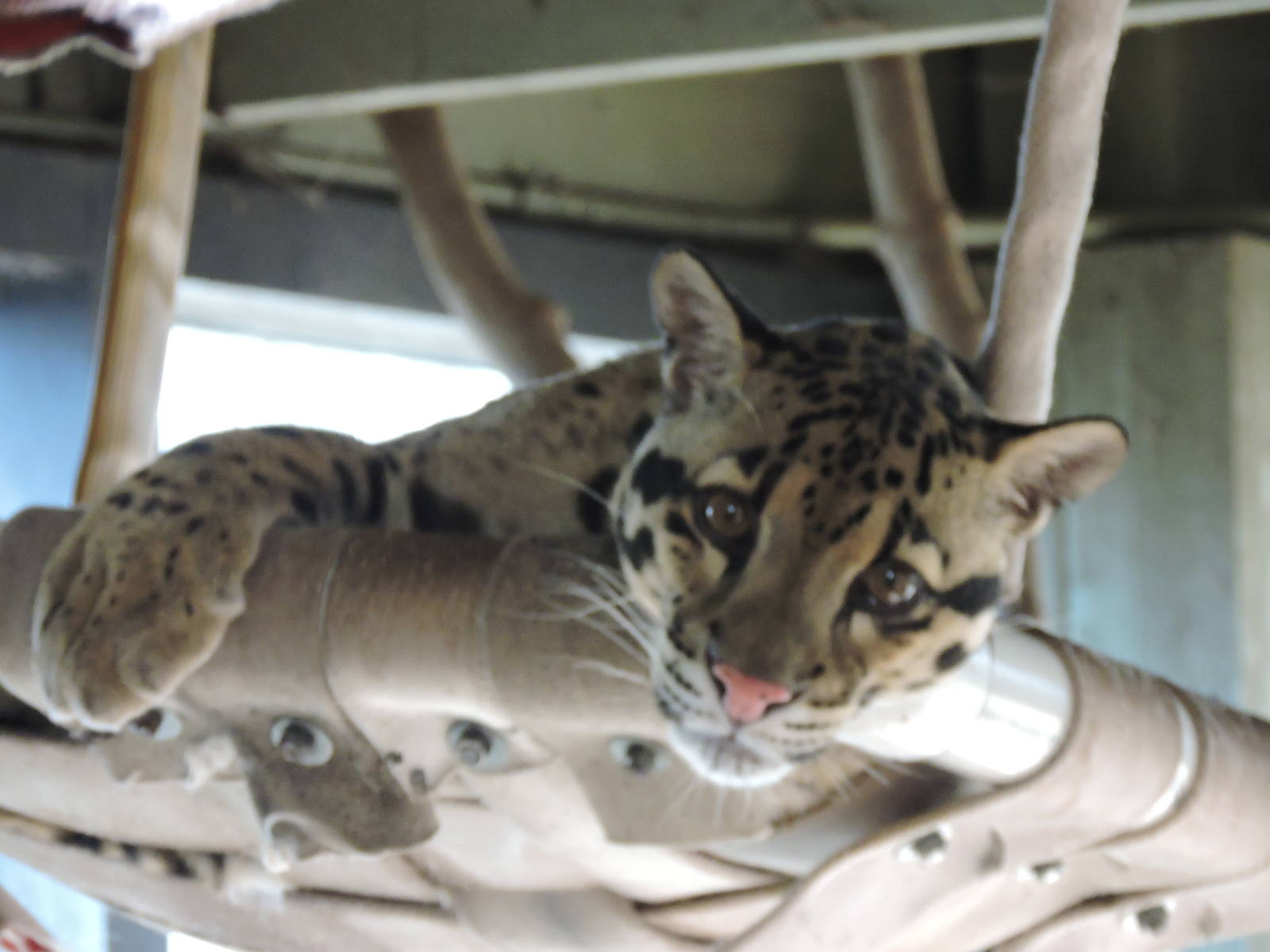 Clouded Leopard