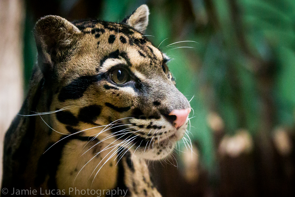 Clouded Leopard