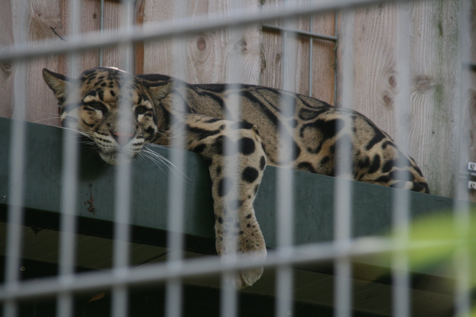 Clouded leopard