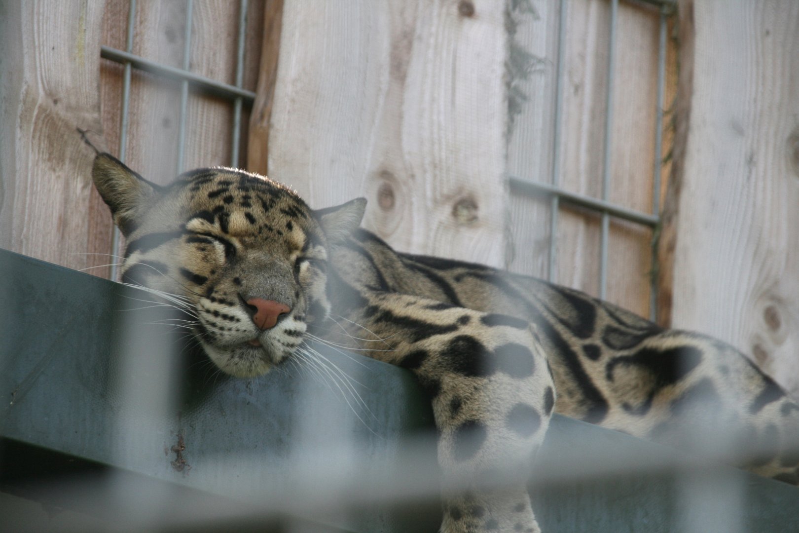 Clouded leopard