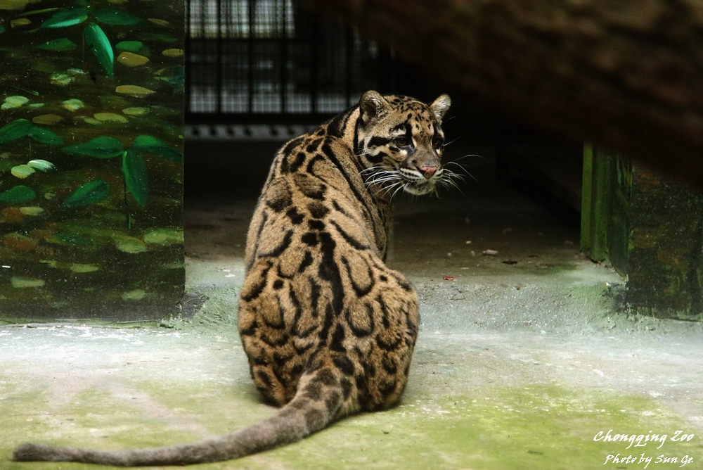 Clouded Leopard
