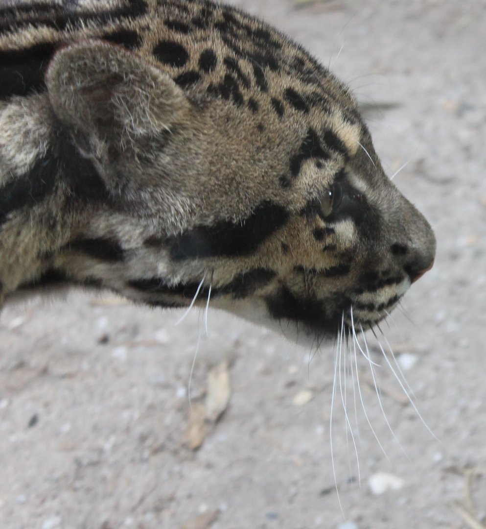 Clouded leopard