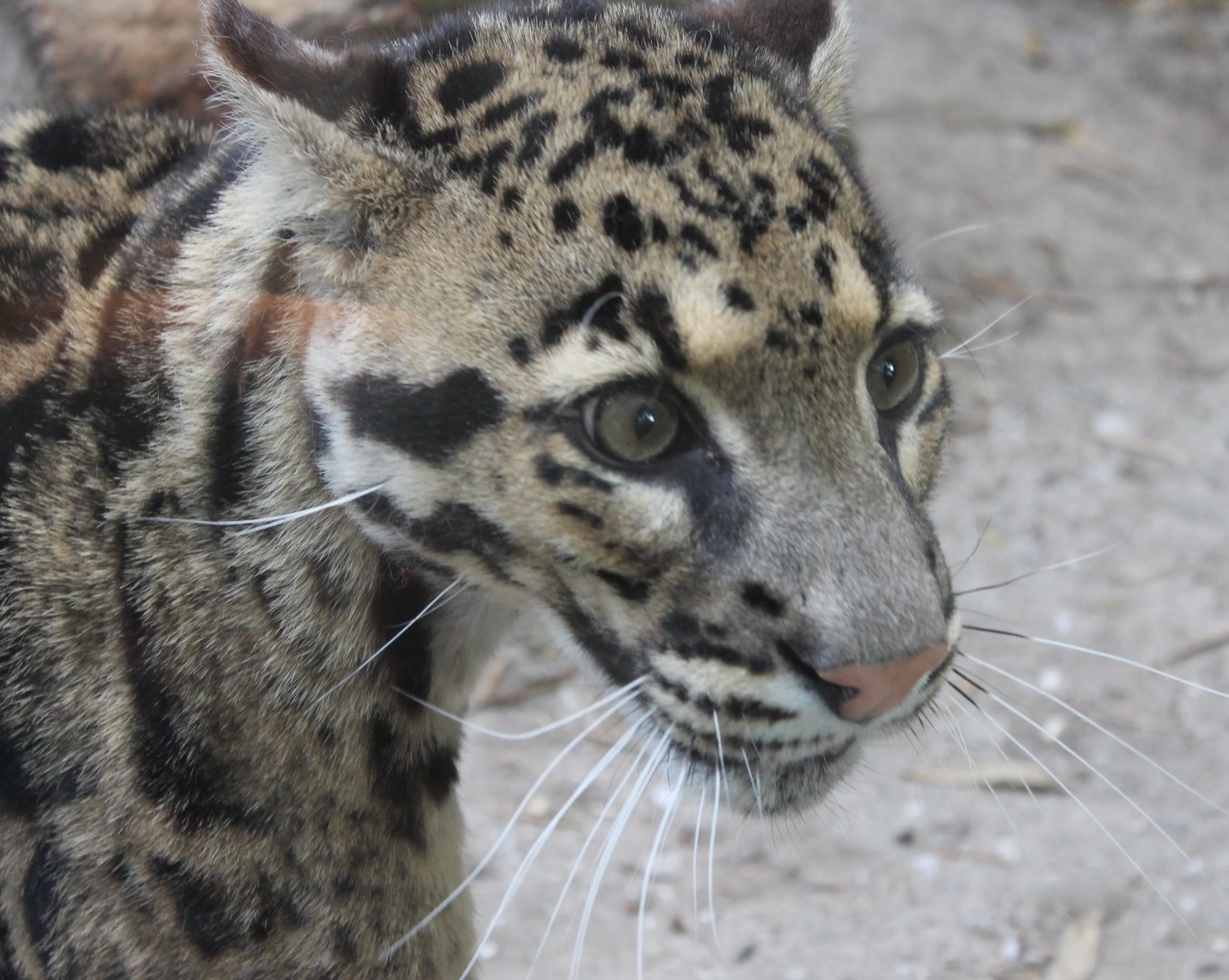 Clouded leopard