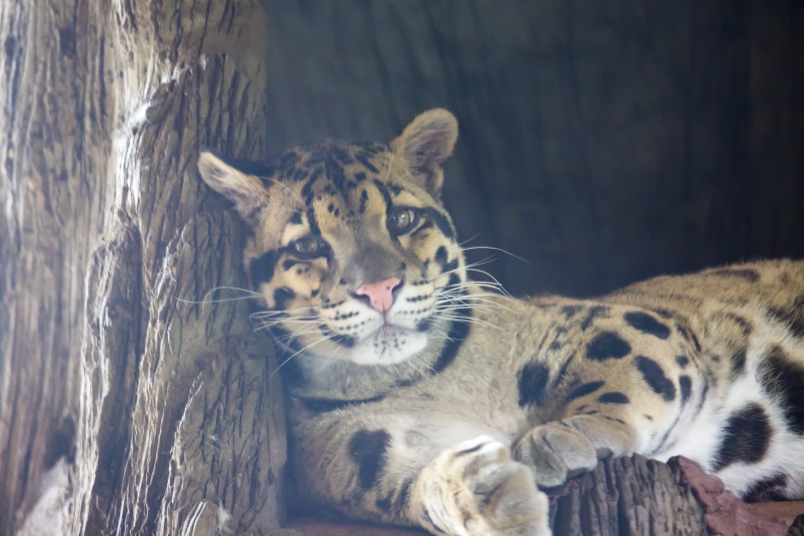 Clouded Leopard
