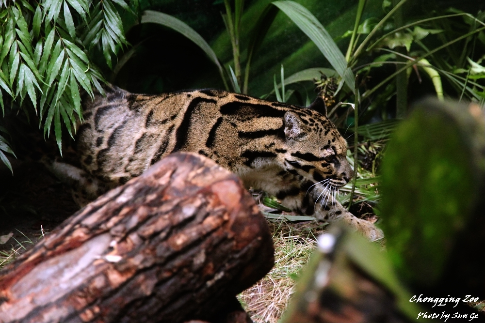 Clouded Leopard