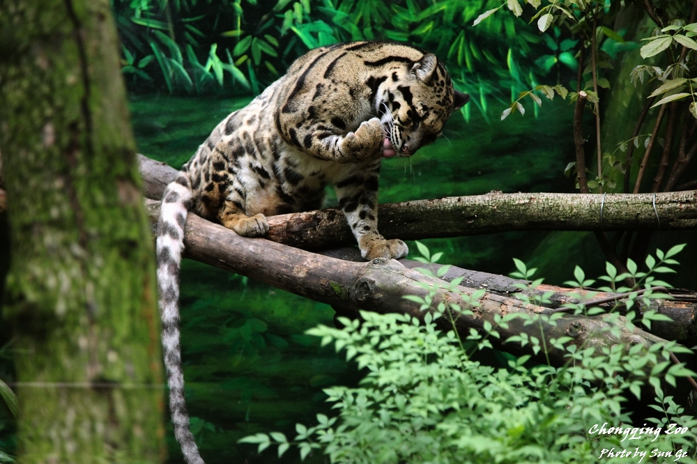 Clouded Leopard
