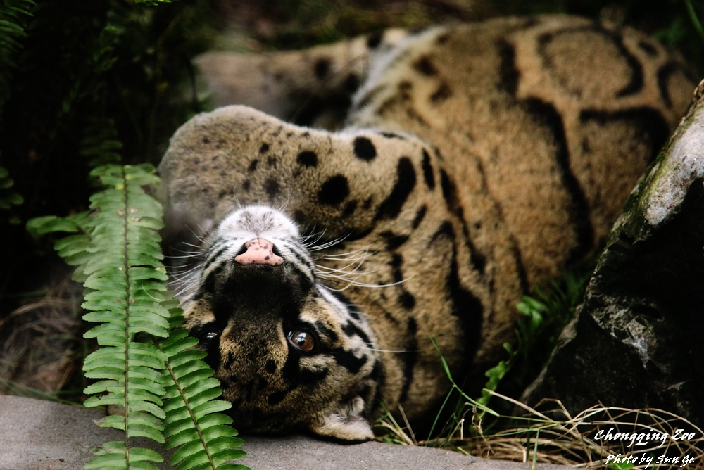 Clouded Leopard