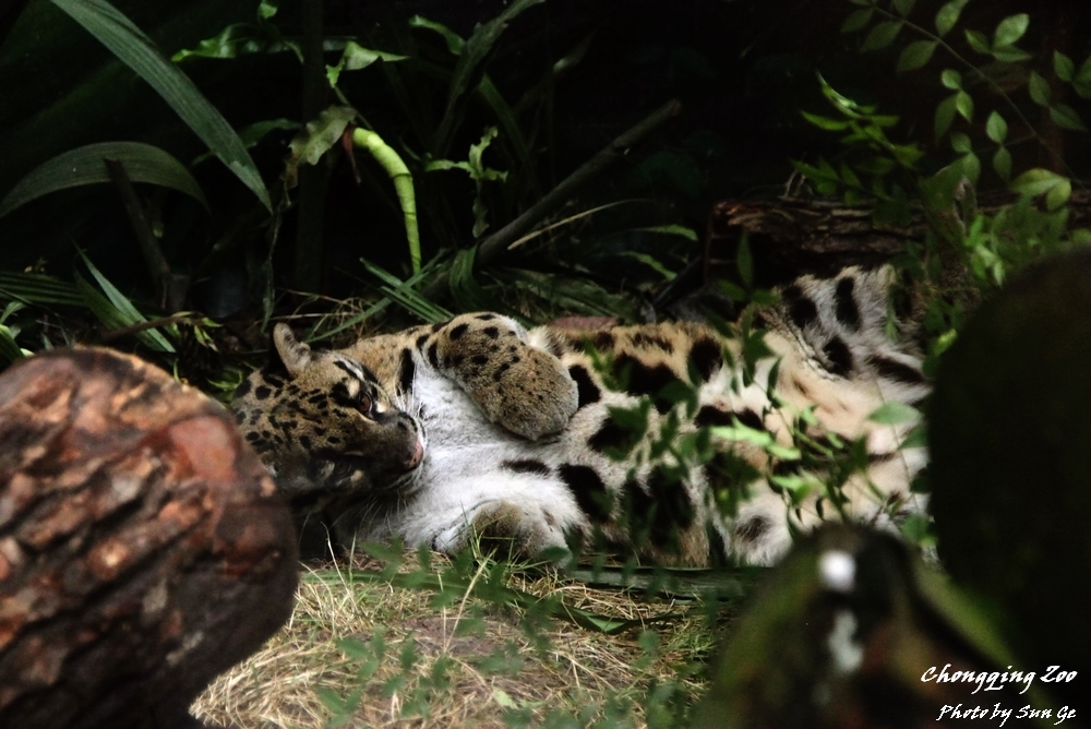Clouded Leopard