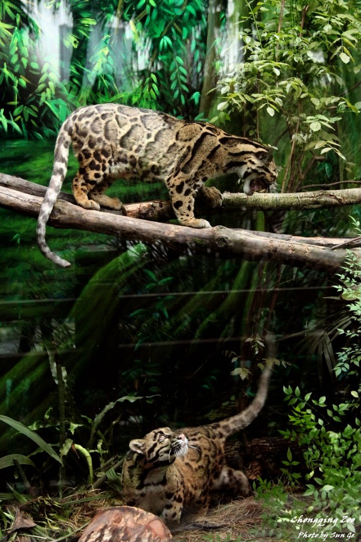 Clouded Leopard