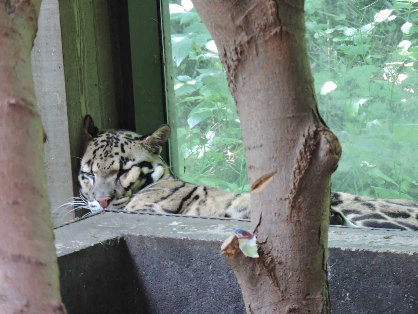 Clouded Leopard