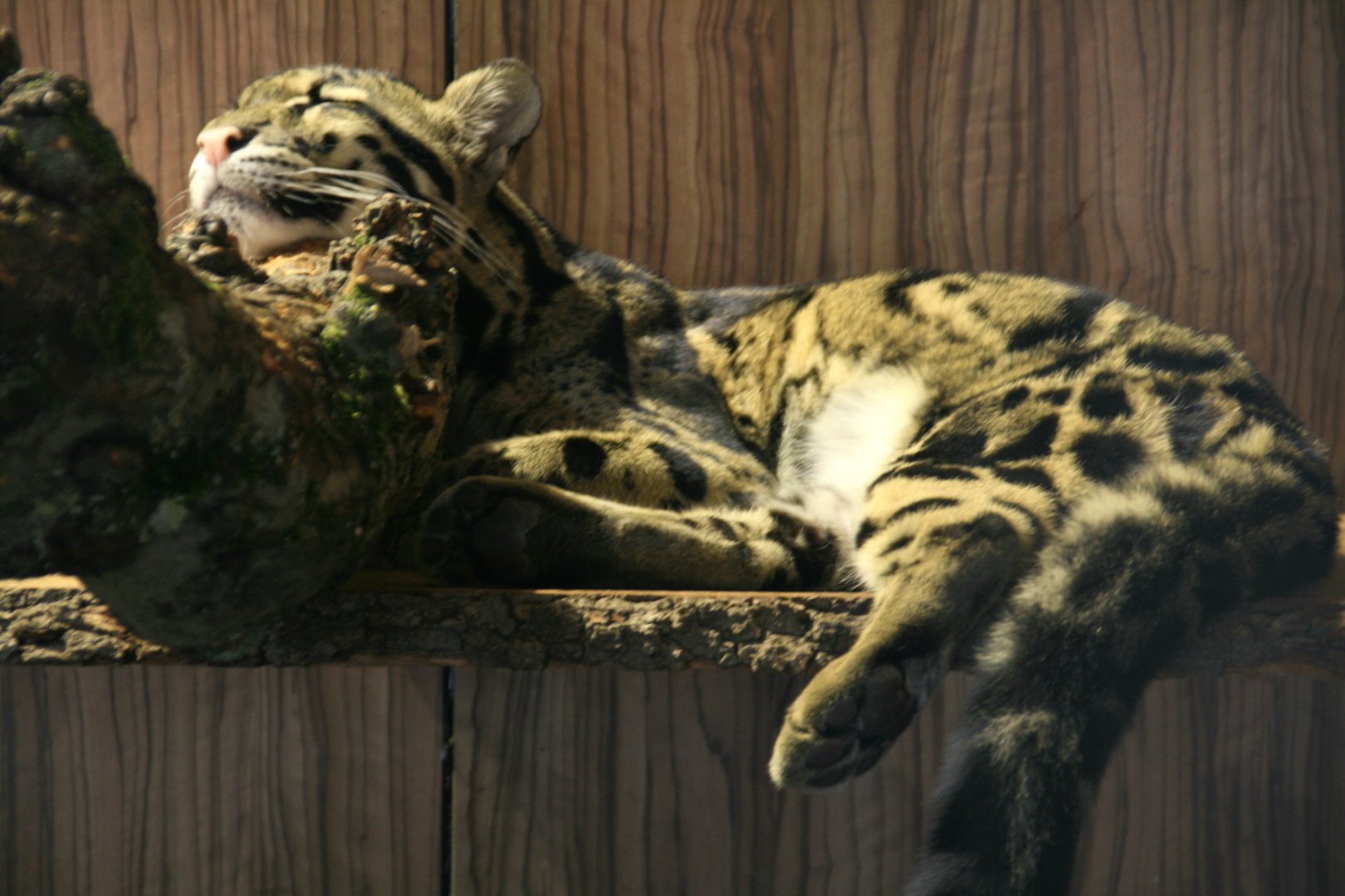 Clouded leopard