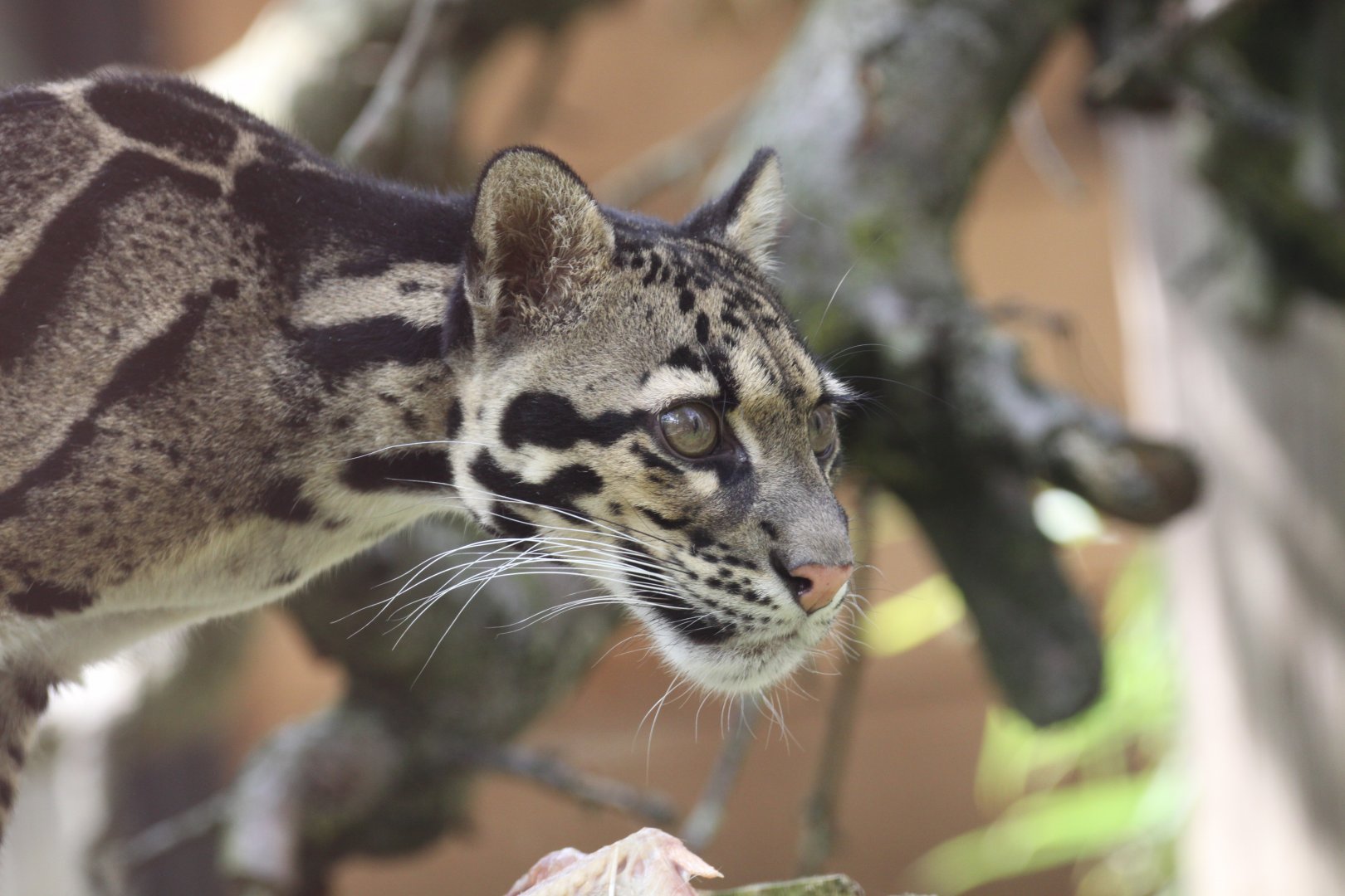 Clouded leopard