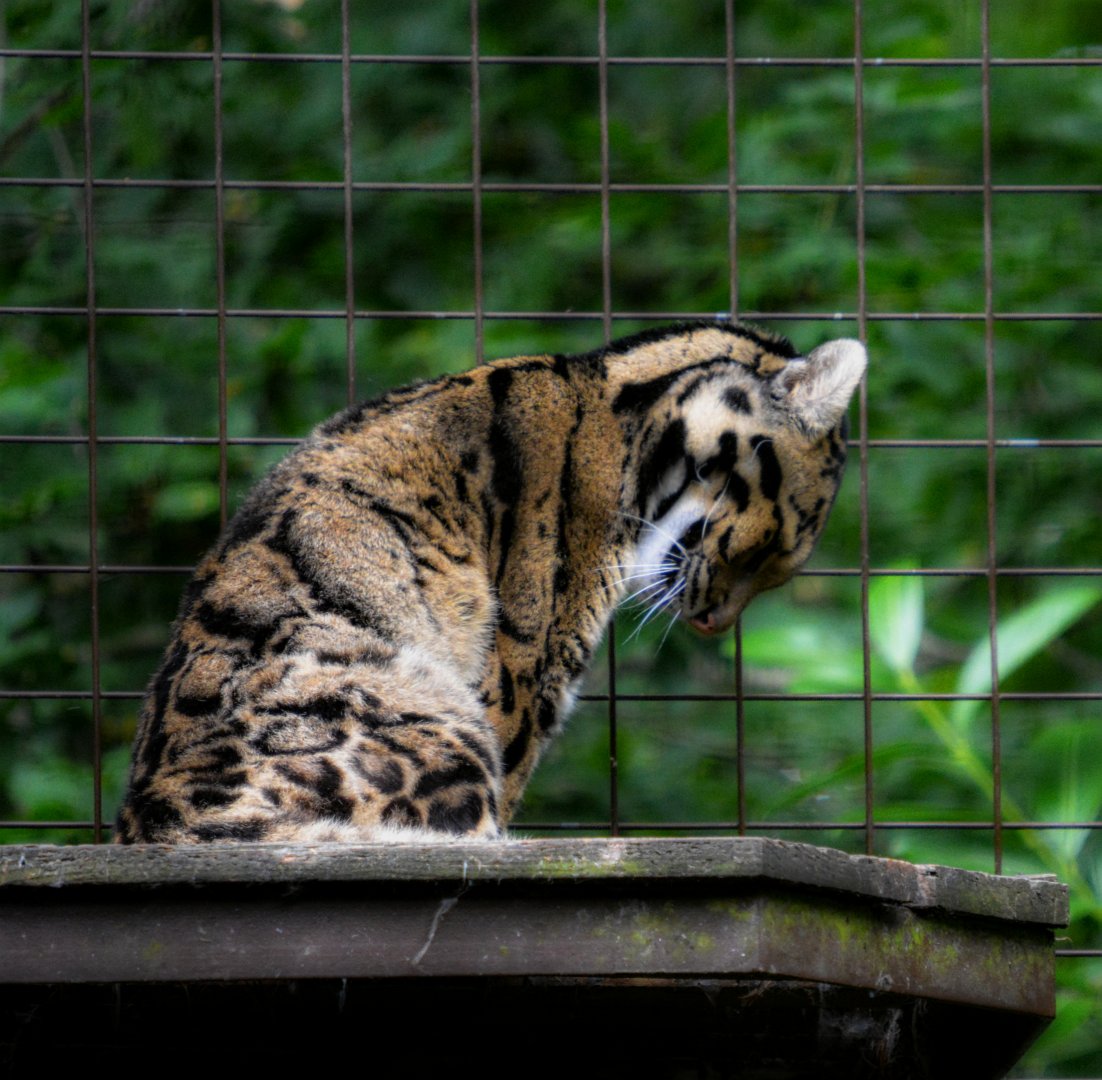 Clouded Leopard