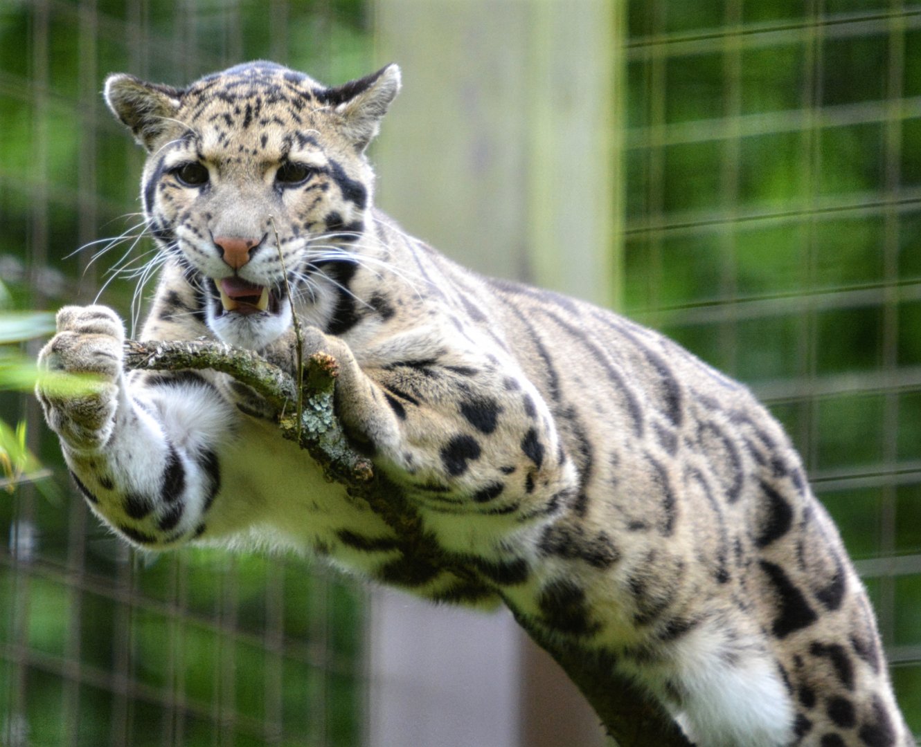 Clouded Leopard