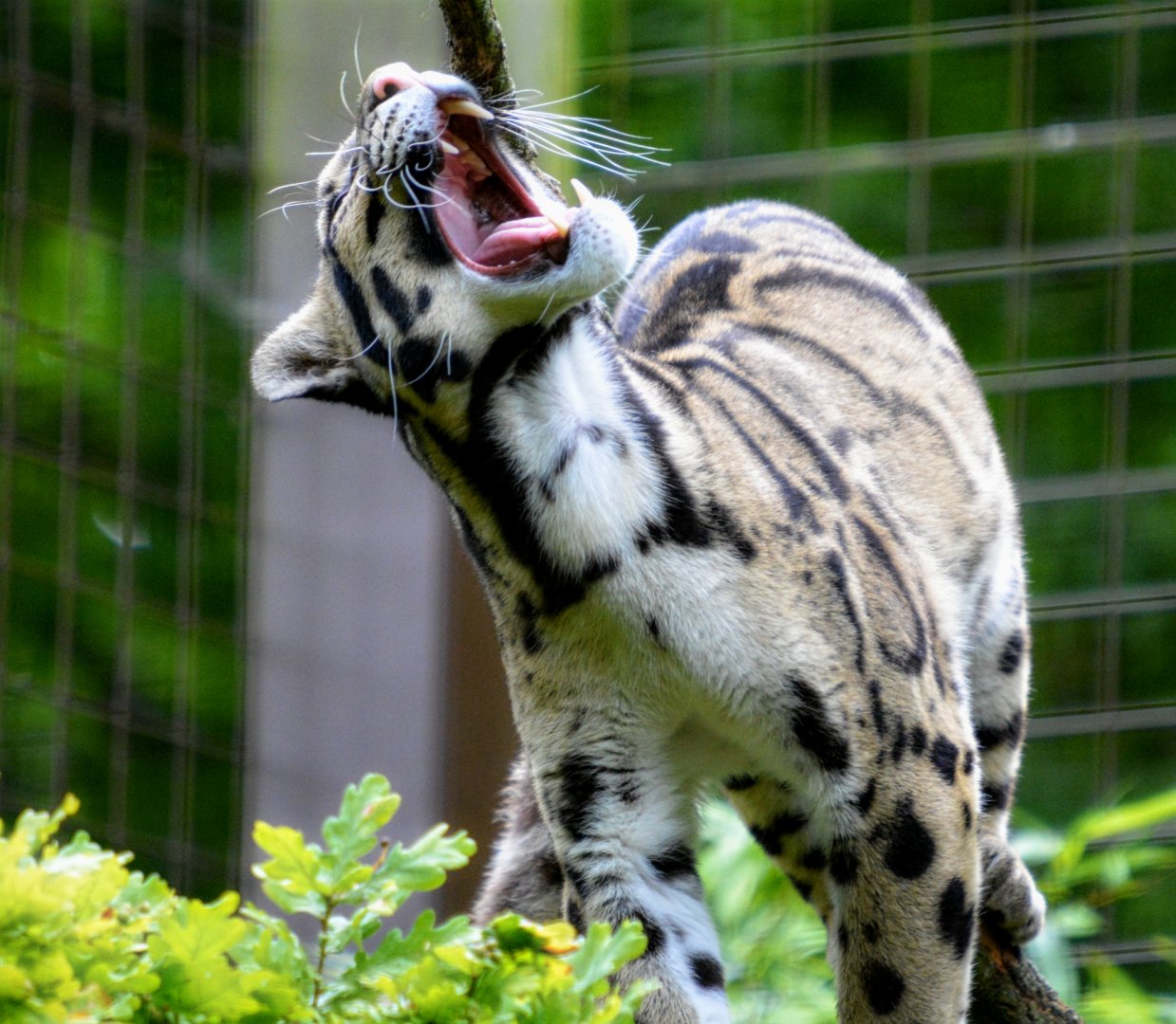 Clouded Leopard