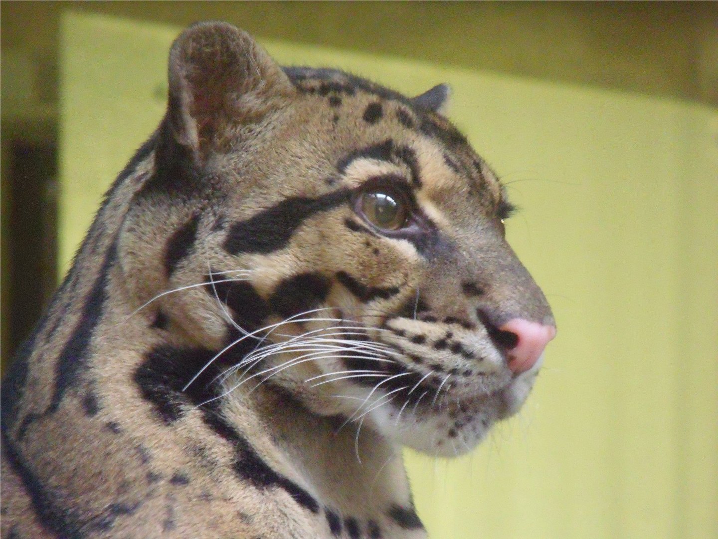 Clouded leopard