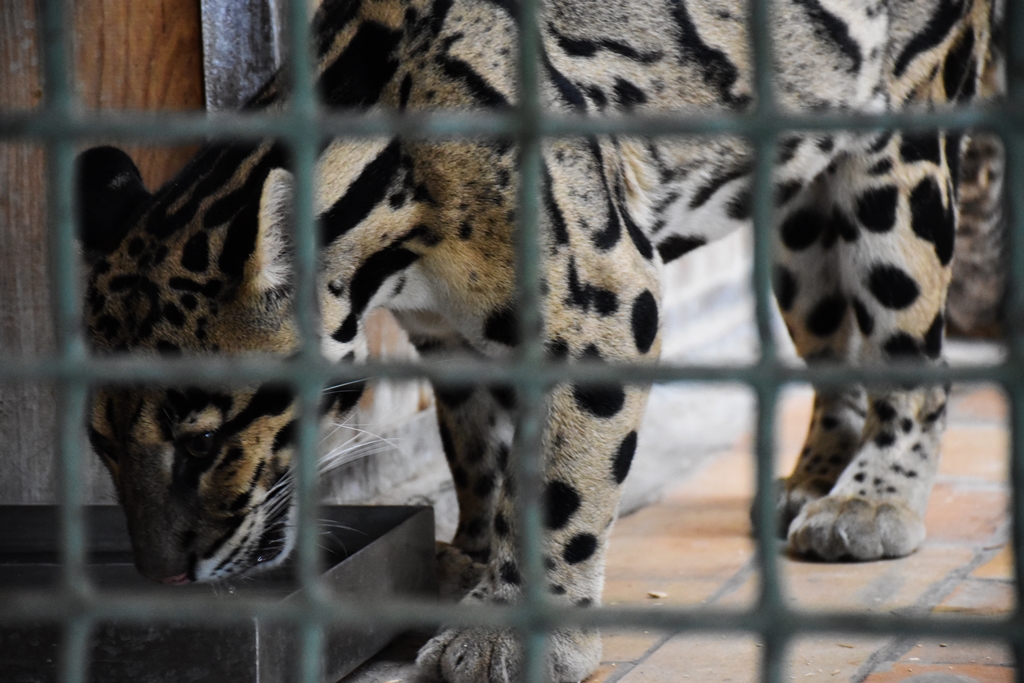 Clouded leopard