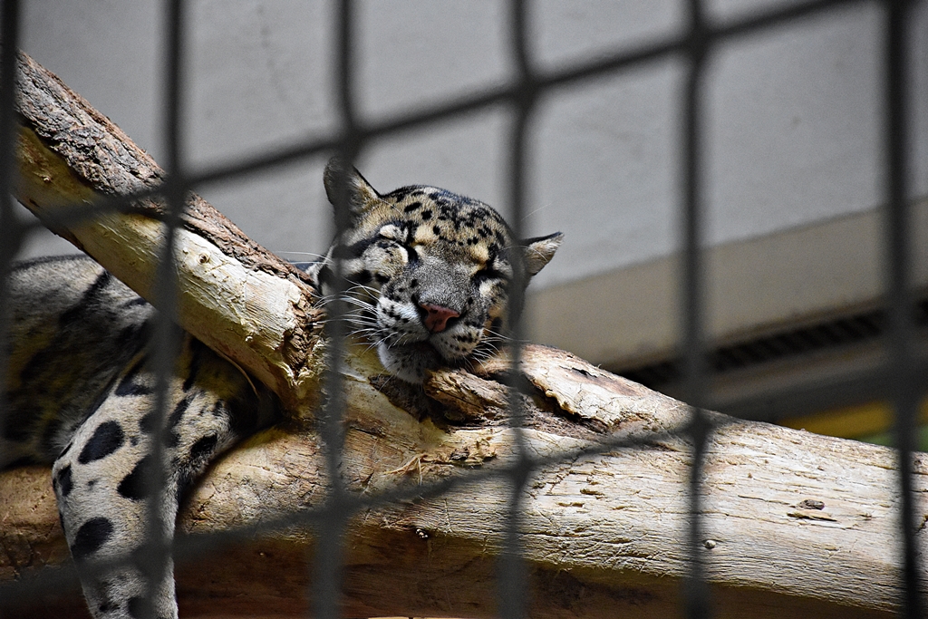 Clouded leopard