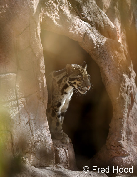 clouded leopard