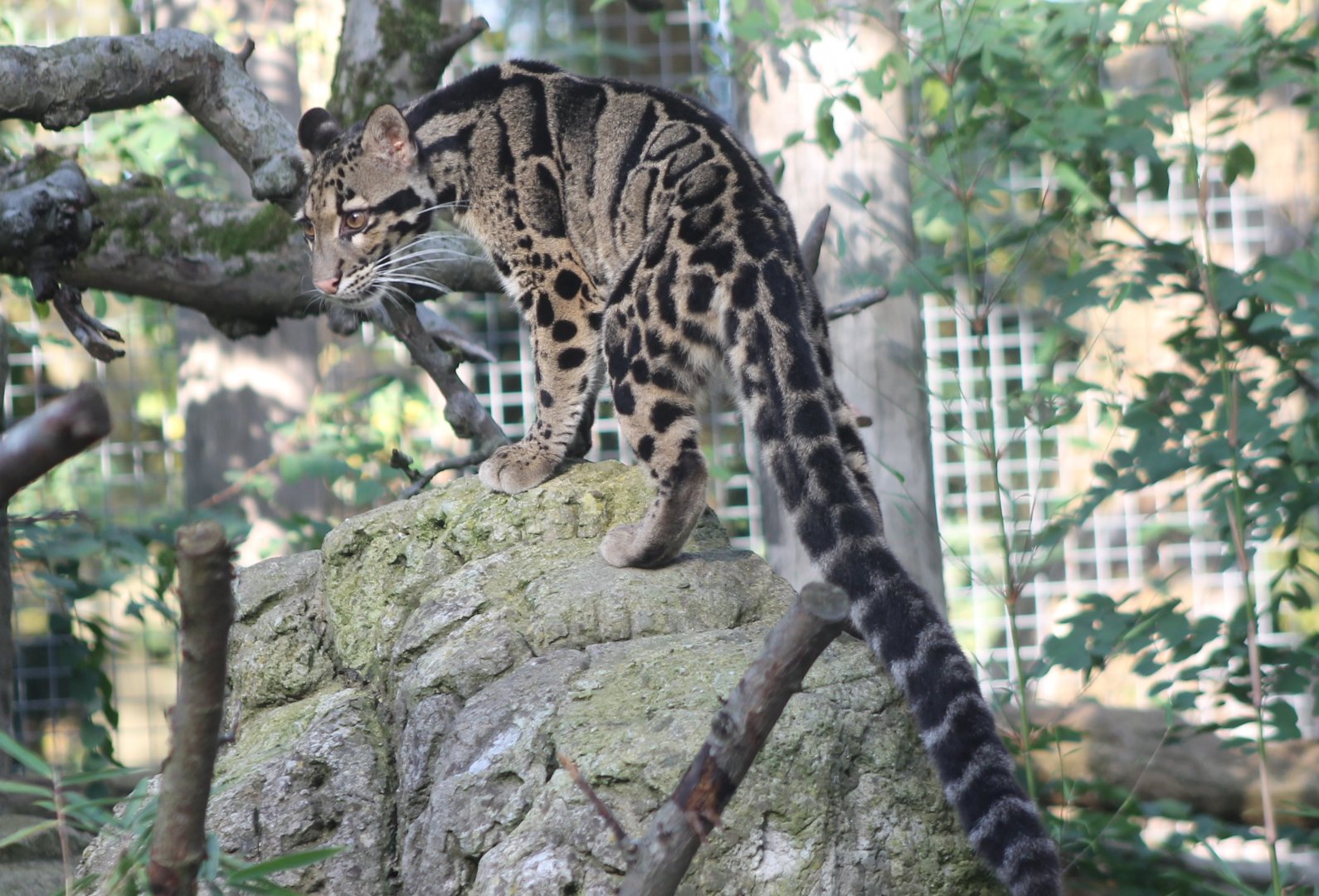 Clouded leopard