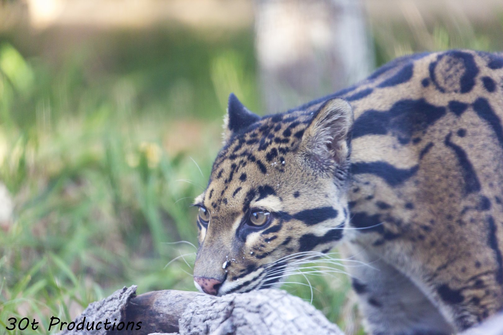 Clouded Leopard