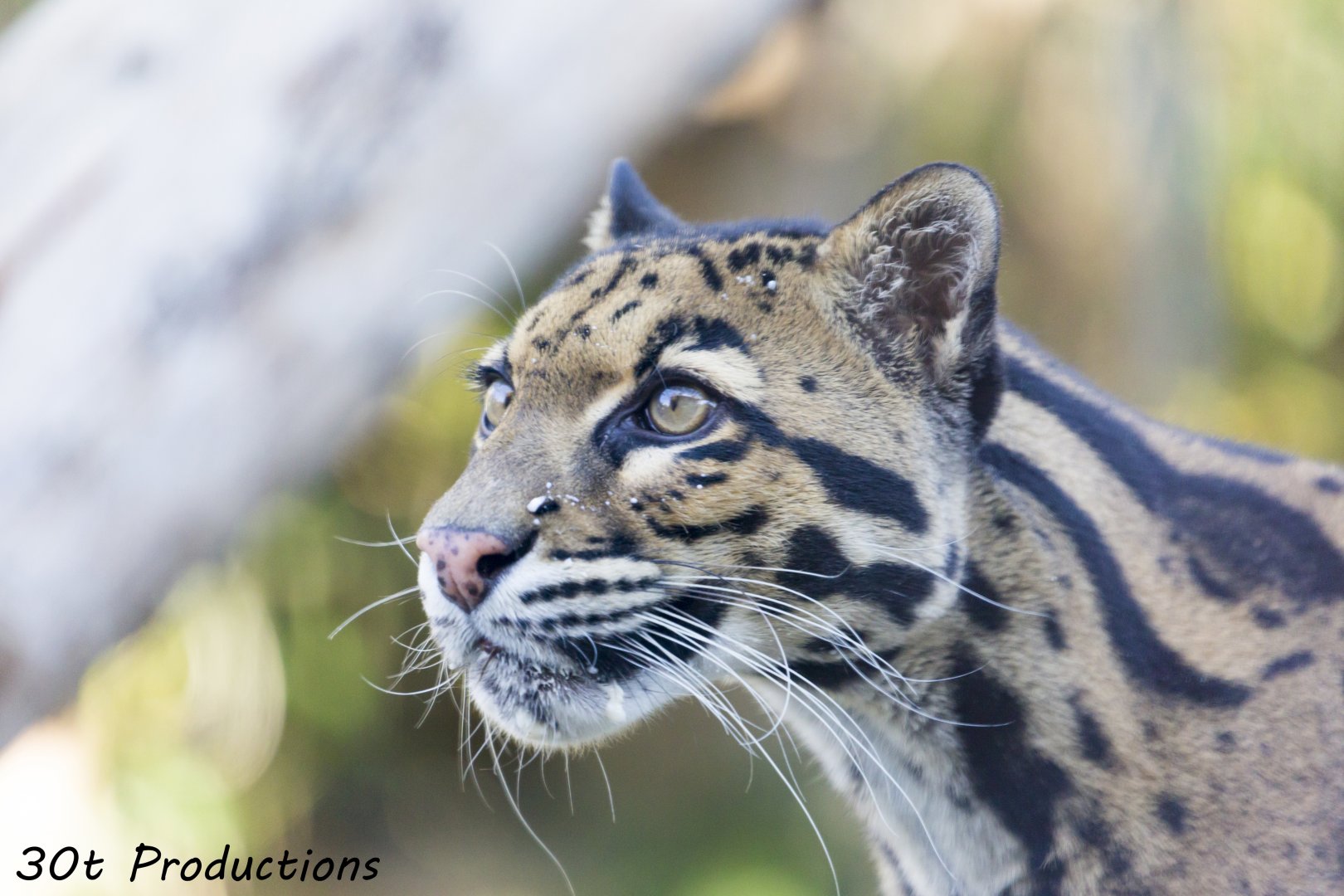 Clouded Leopard