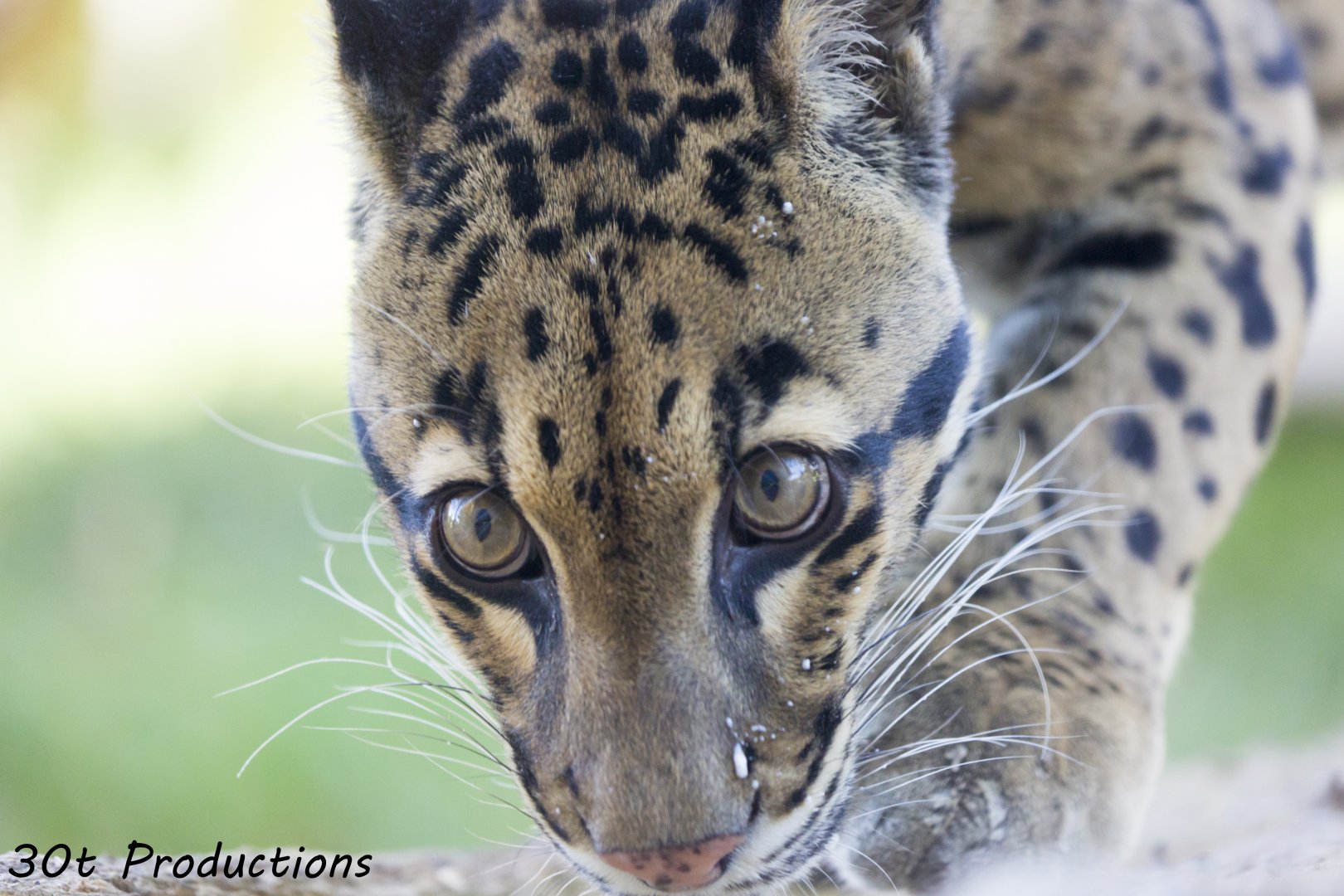 Clouded Leopard