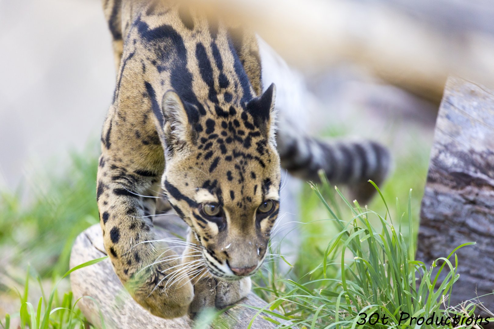 Clouded Leopard