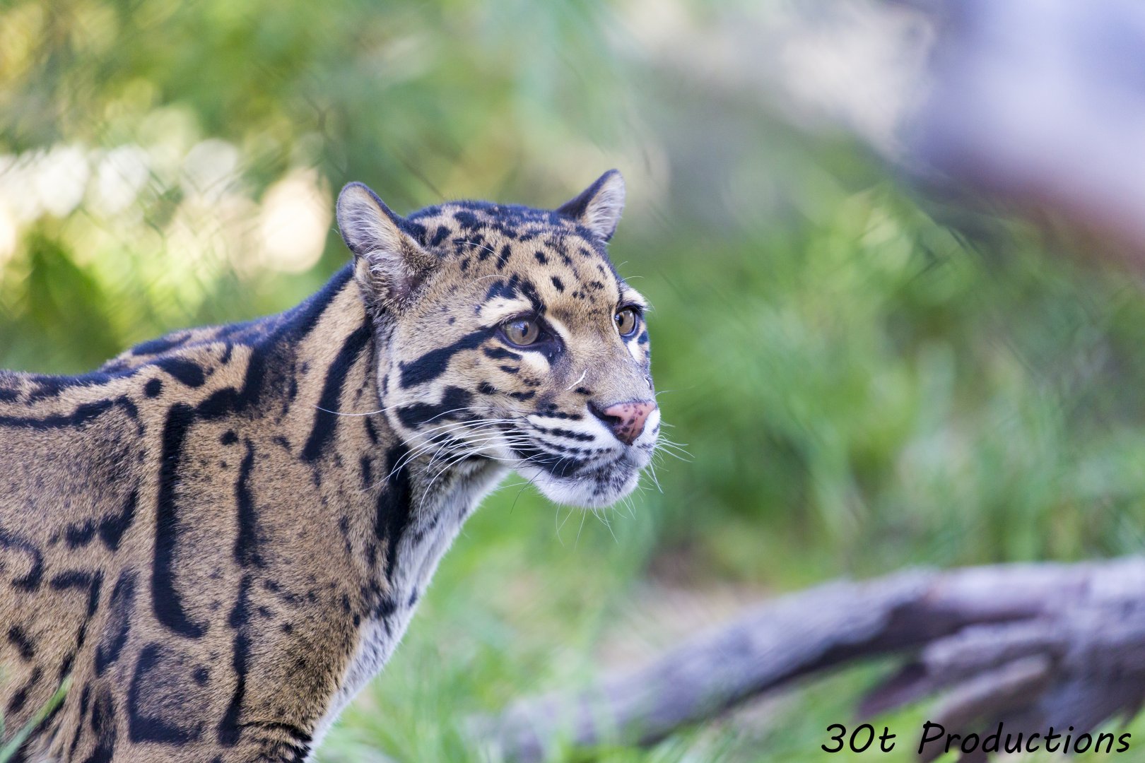 Clouded Leopard