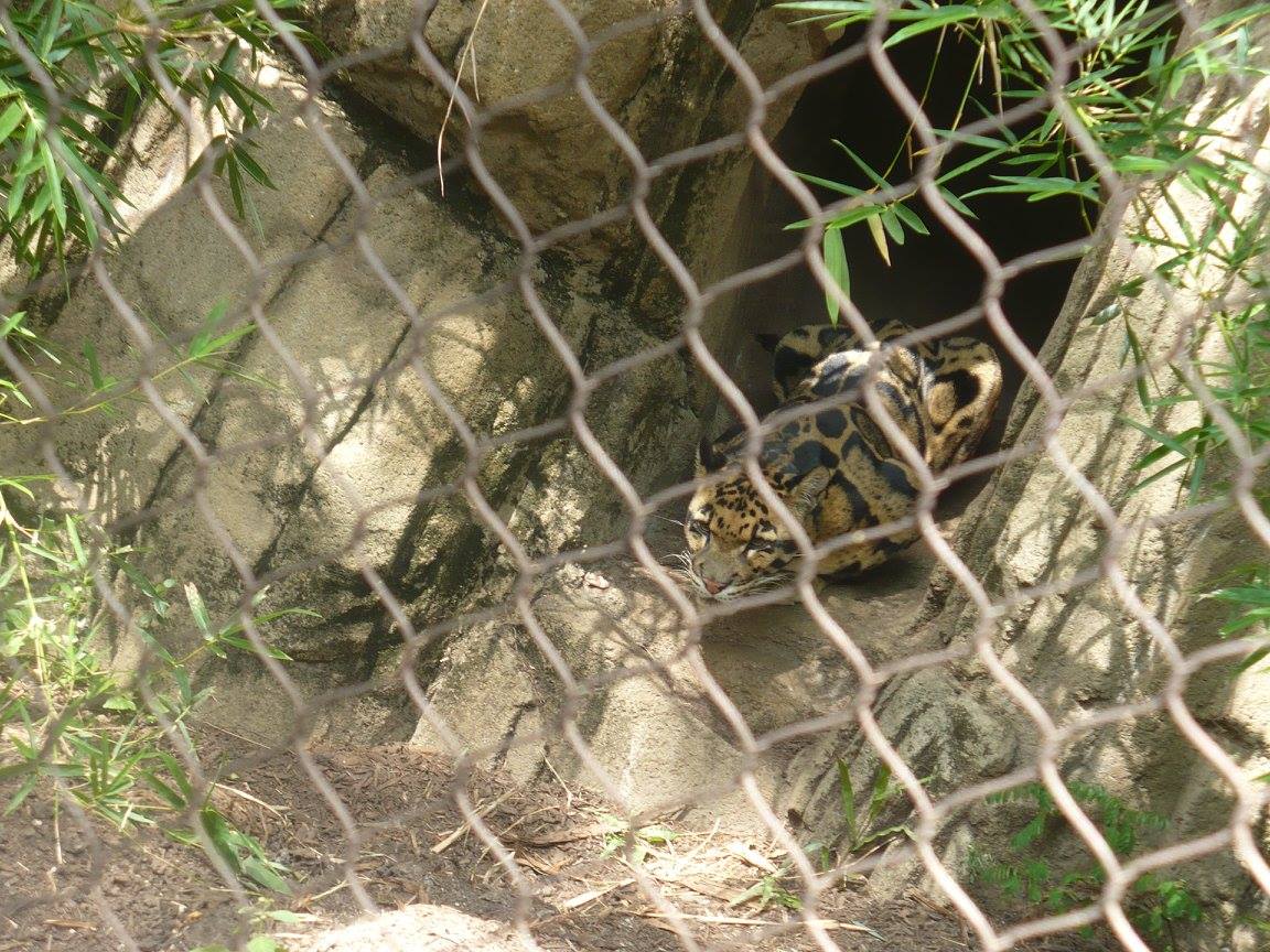 Clouded leopard