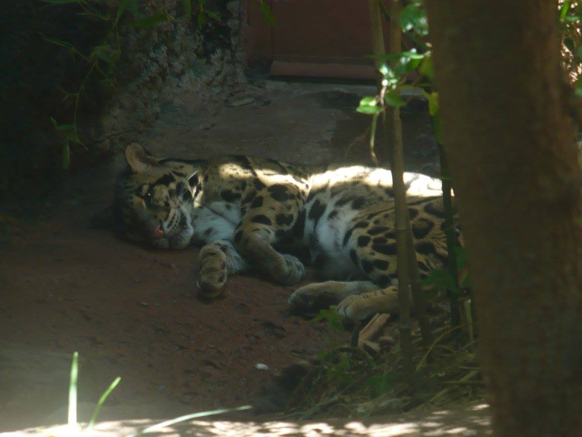 Clouded leopard