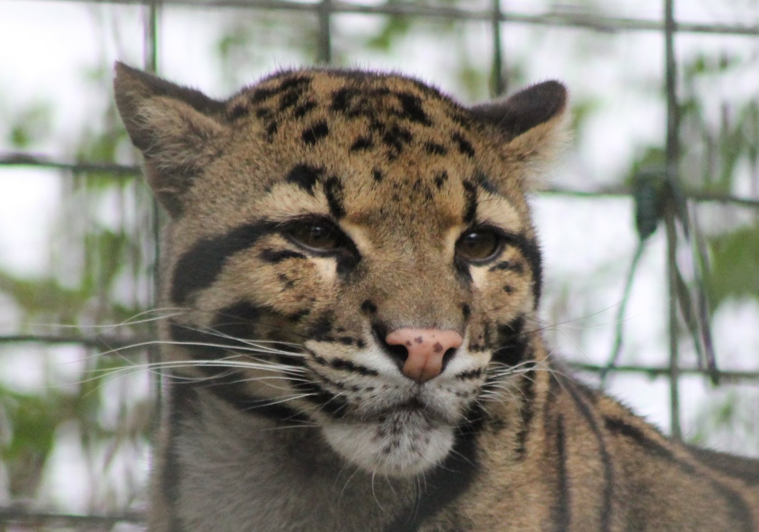 Clouded leopard
