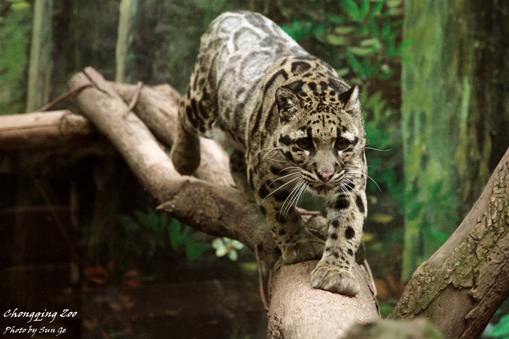 Clouded leopard
