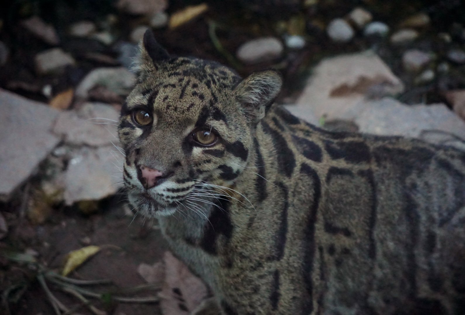Clouded leopard