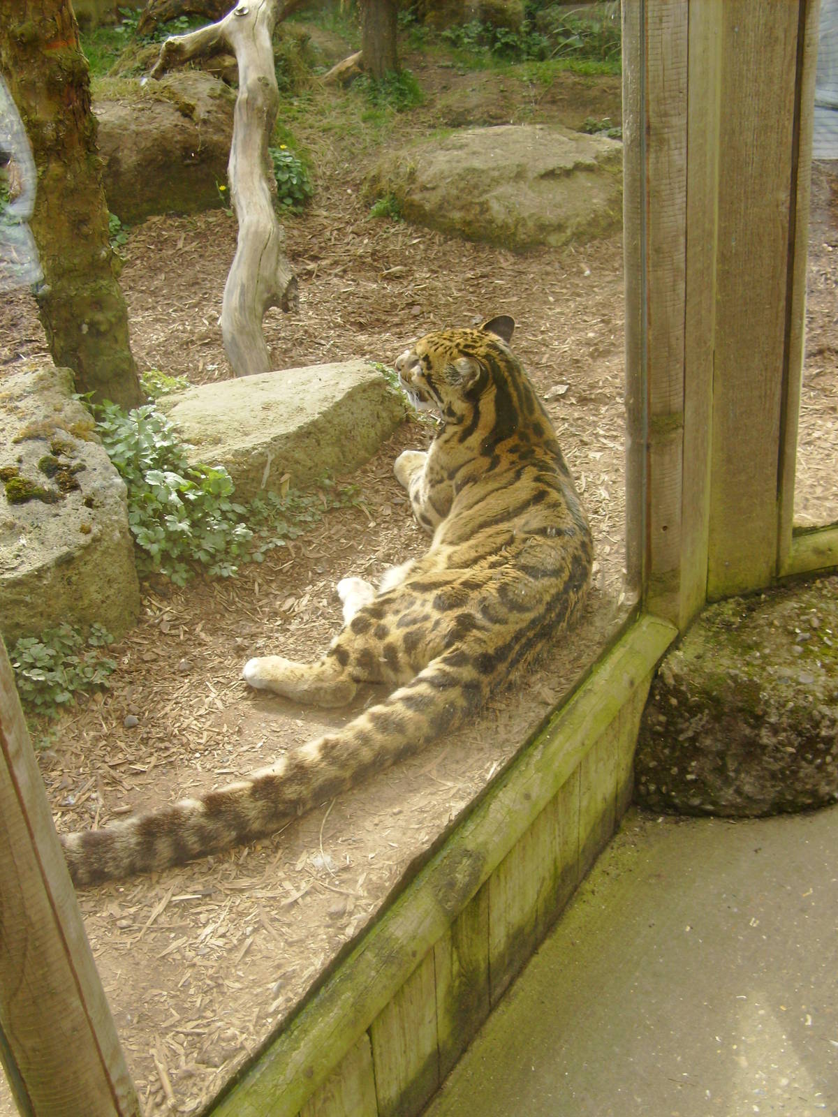 Clouded Leopard