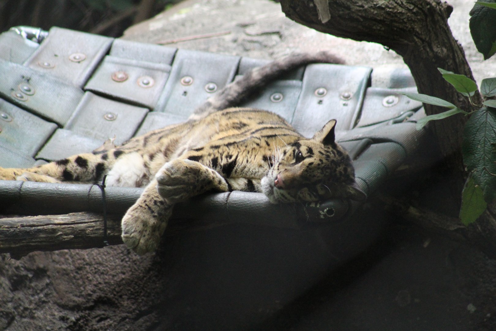 Clouded Leopard