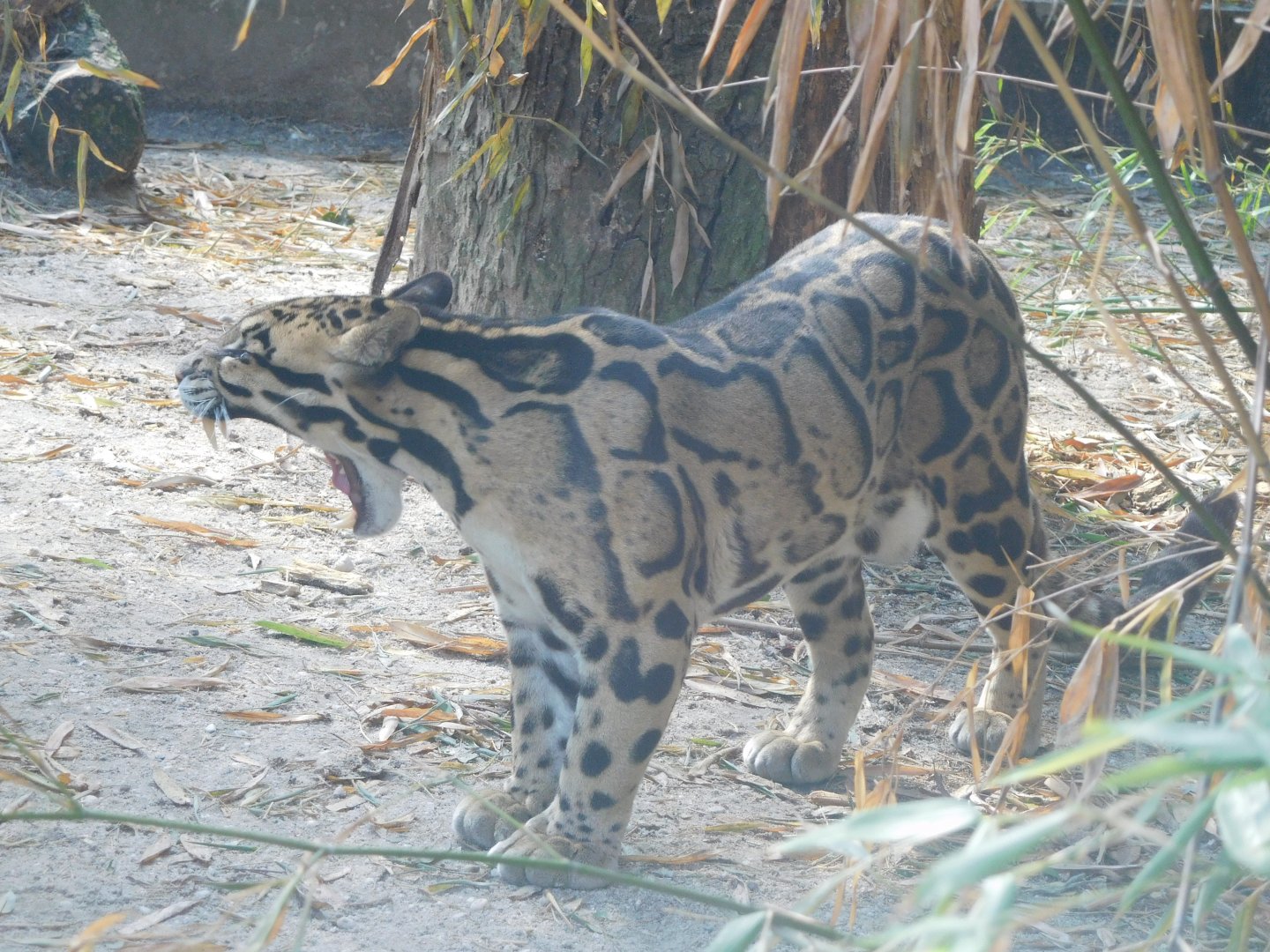 Clouded Leopard