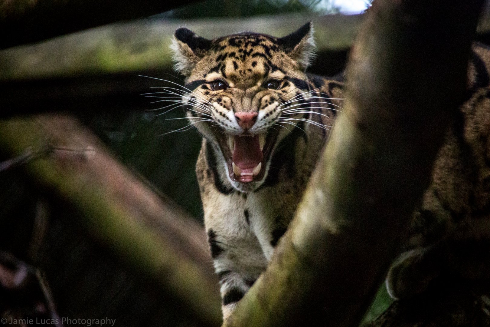 Clouded Leopard