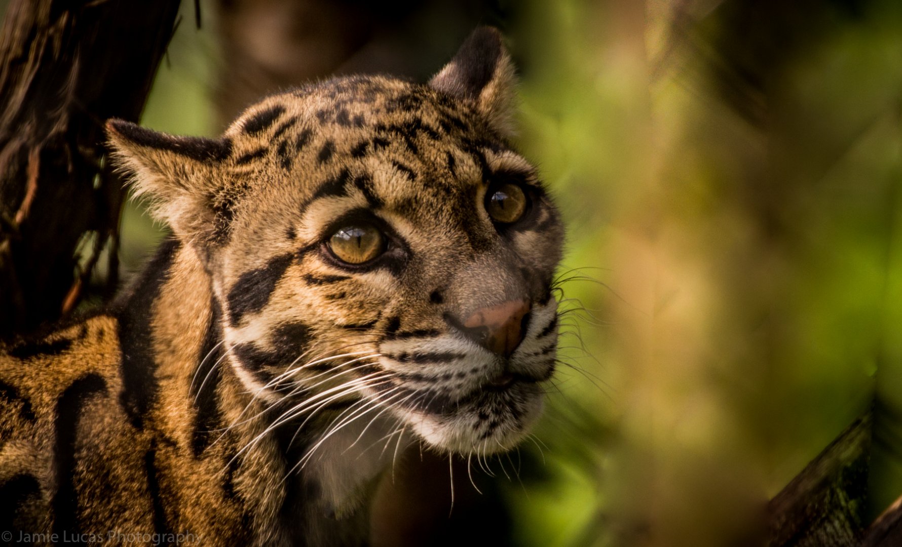 Clouded Leopard