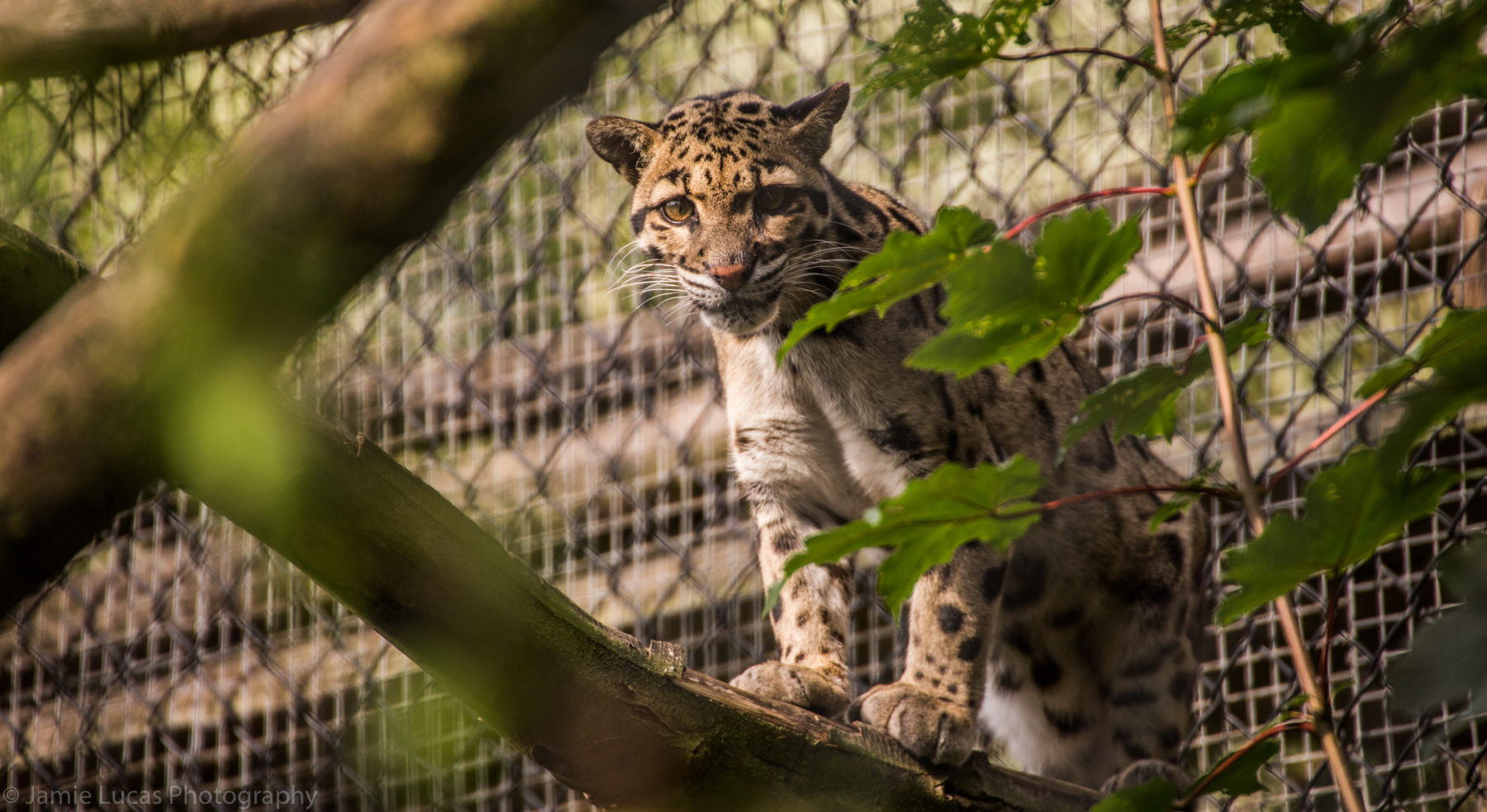 Clouded Leopard