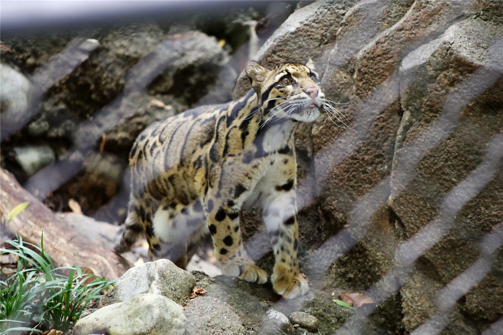 Clouded leopard