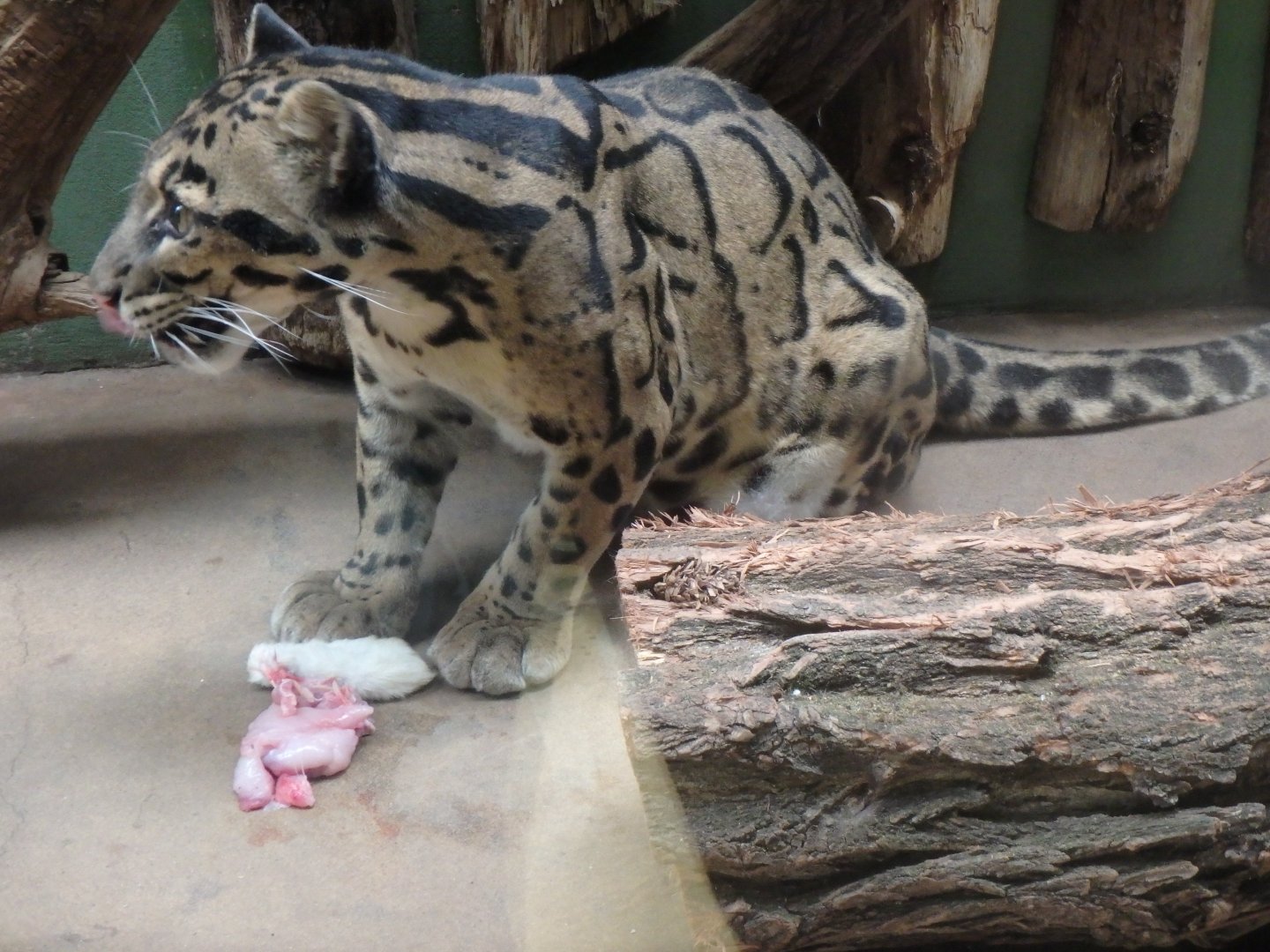 Clouded leopard