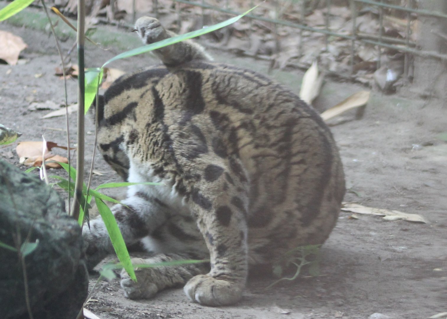 Clouded leopard